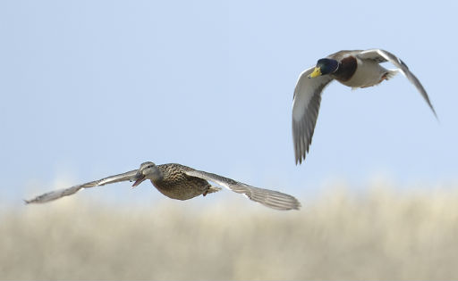 Mallards